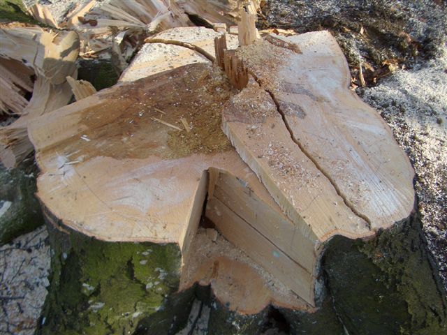 Stockbild nach der Fällung.JPG