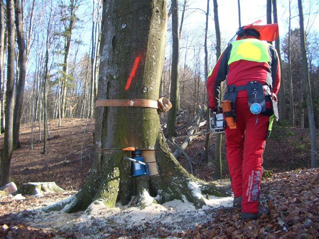 Der Baum wurde mit der österreichischen Rückhänger-Fälltechnik geschnitten.JPG
