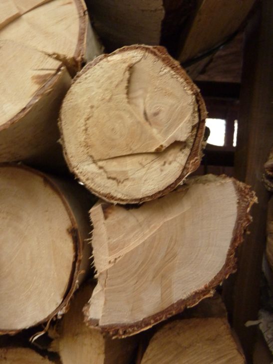 Birke verstockt 2.jpg