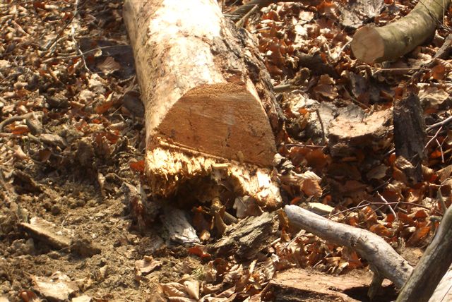 Der morsche Baum.JPG