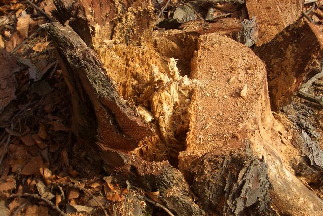 Hat vorher gar nicht so morsch aus ausgesehen.JPG