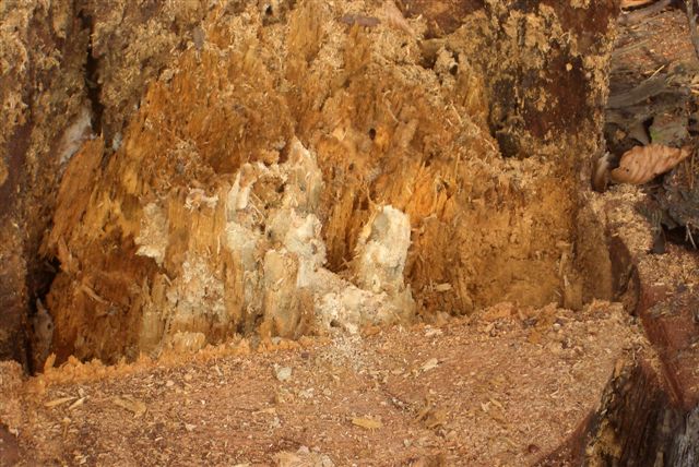 Fällkerb geschnitten und der Baum ist umgefallen.JPG