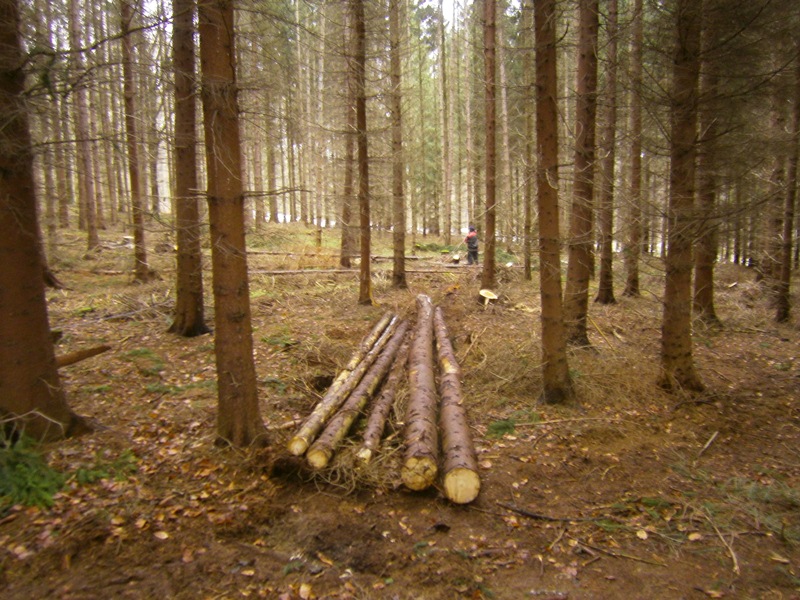 Alles Windwurf und Käferholz.jpg