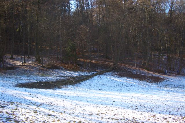 Nach der Fällung.JPG