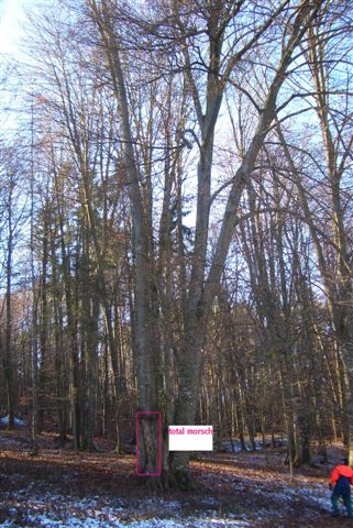 Morscher Baum.JPG