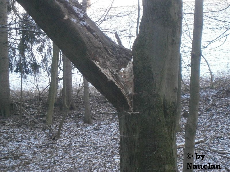 Nahaufnahme, angeschnitzt.jpg