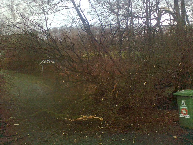 eiche auf einfahrt.jpg