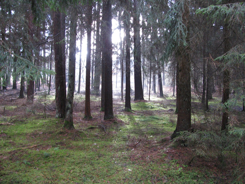 Wald.JPG
