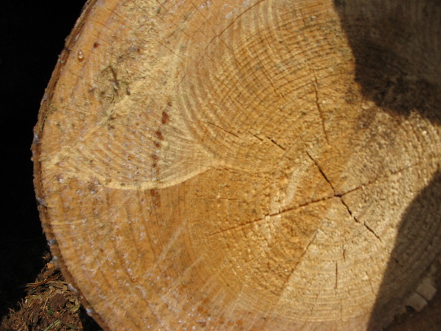 jahresringe 004.JPG