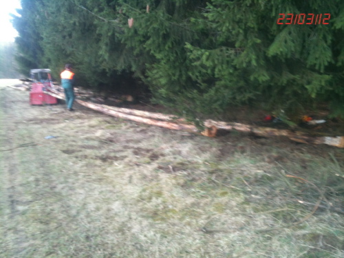 lange staÃàmme.jpg