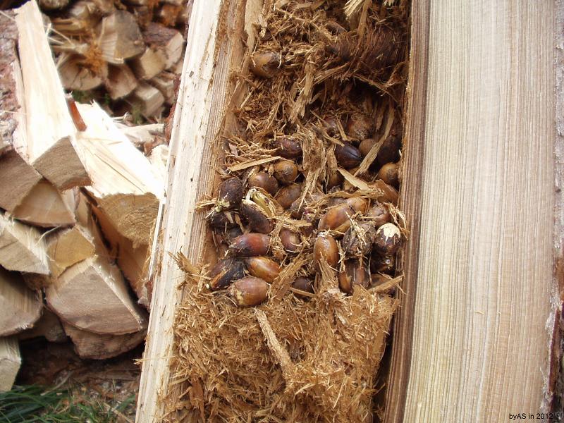 Eicheln_im_hohlen_Baumstamm_P4050005_2.JPG