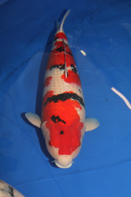 Grand Champion 2012.JPG