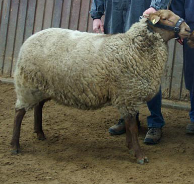 Wollsieger Hilders 2011.jpg