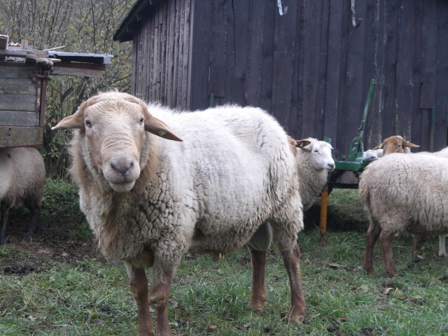 CIMG0393.JPG
