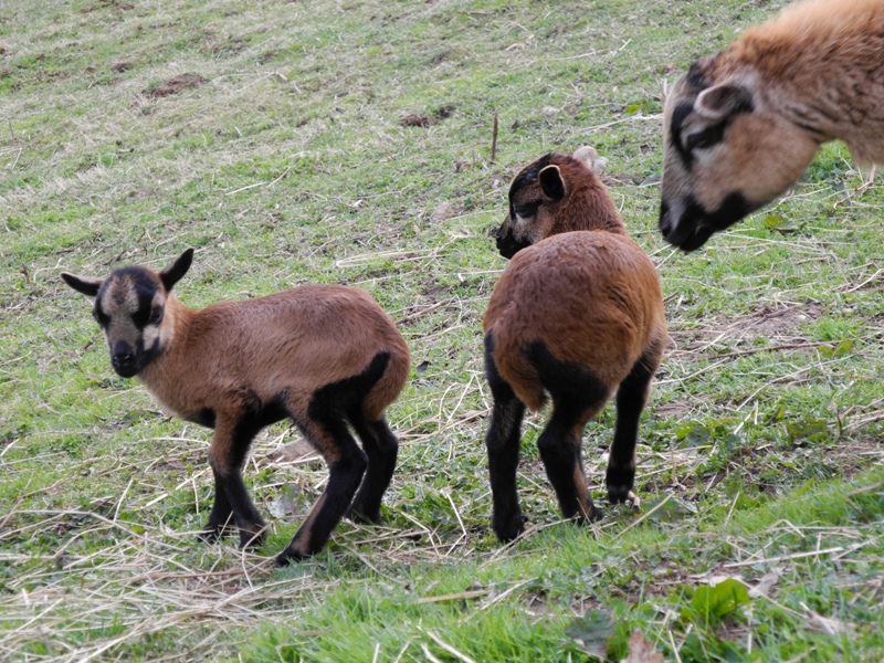 DSCN4115 - Kopie.JPG