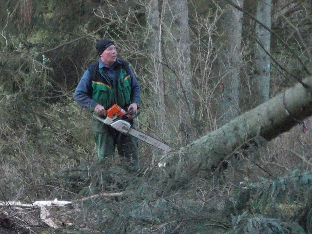 Baum fällt1.jpg