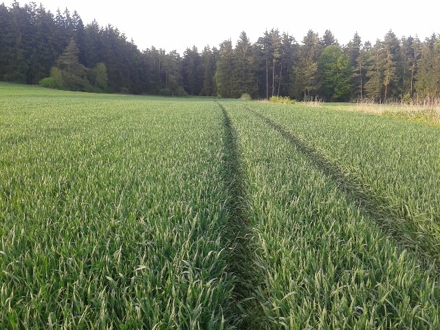 2012-05-10 19.13.34.jpgbear.jpg