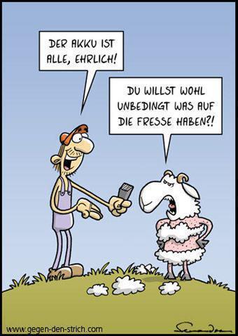 schaf.jpg