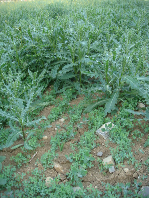 Biodisteln mit Leguminosenuntersaat.JPG