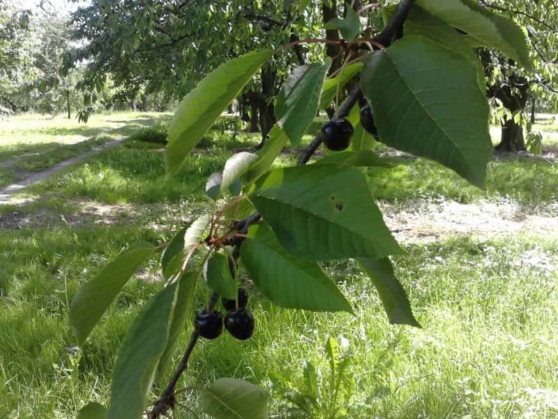 obstbau pics für lt 004.jpg