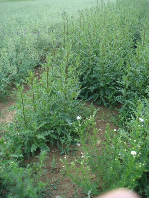 Biodisteln neben Raps.JPG