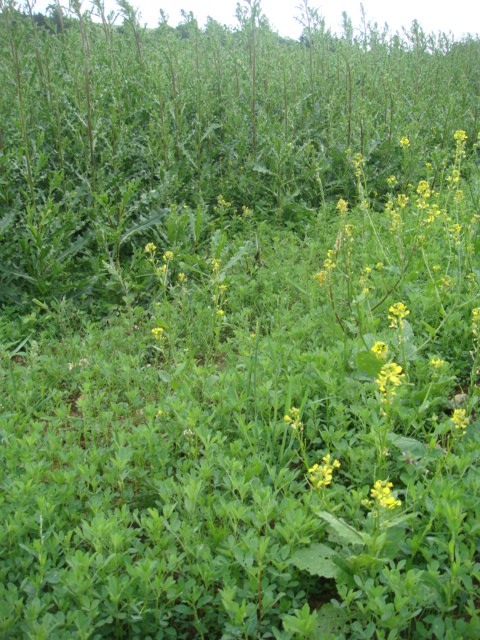 Disteln und Hederich und noch was.JPG