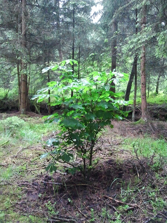 2012-06-09 10.25.23.jpg