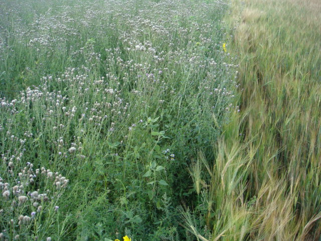 Bio-Disteln neben Sommergerste.JPG