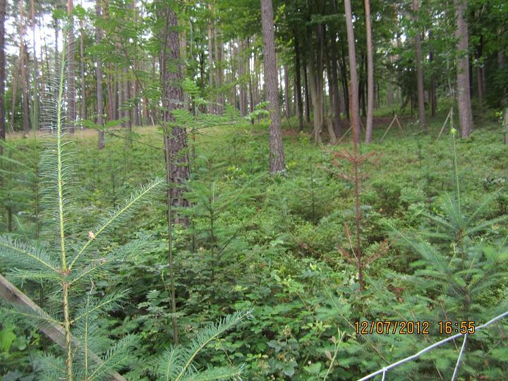 Verjüngungsfläche Buche 014.jpg