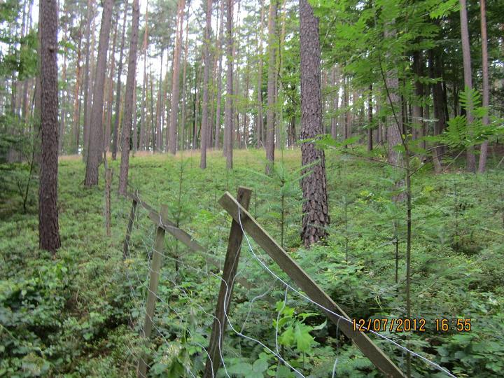 Verjüngungsfläche Buche 015.jpg