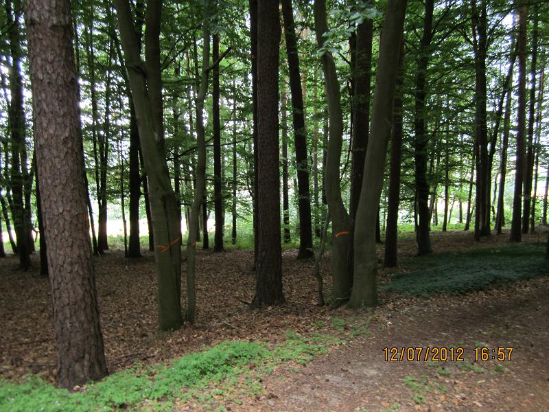 Verjüngungsfläche Buche 017.jpg