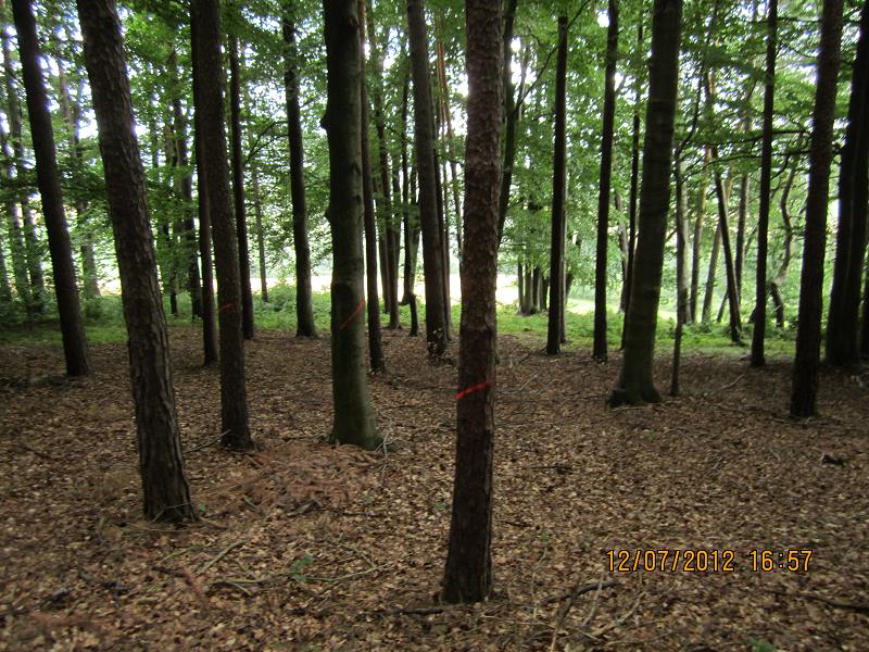 Verjüngungsfläche Buche 019.jpg