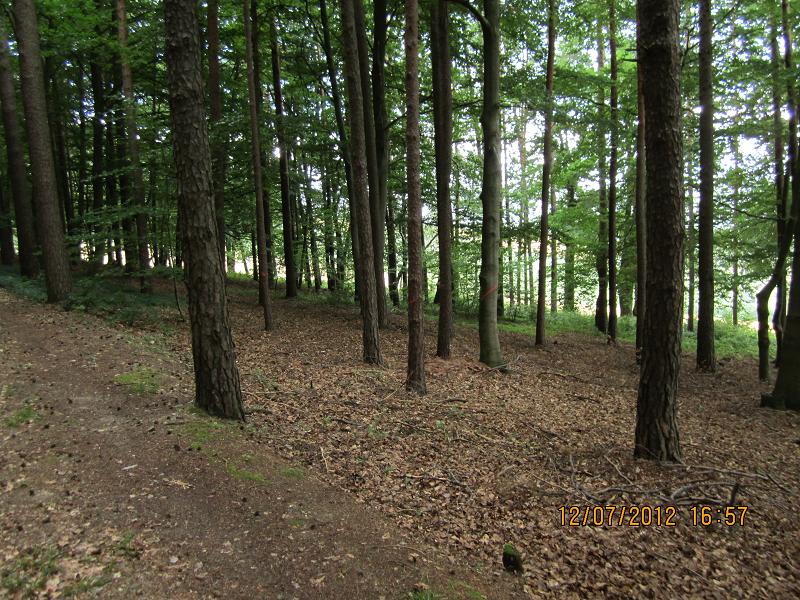 Verjüngungsfläche Buche 020.jpg