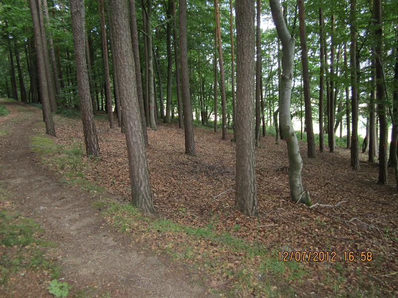 Verjüngungsfläche Buche 023.jpg