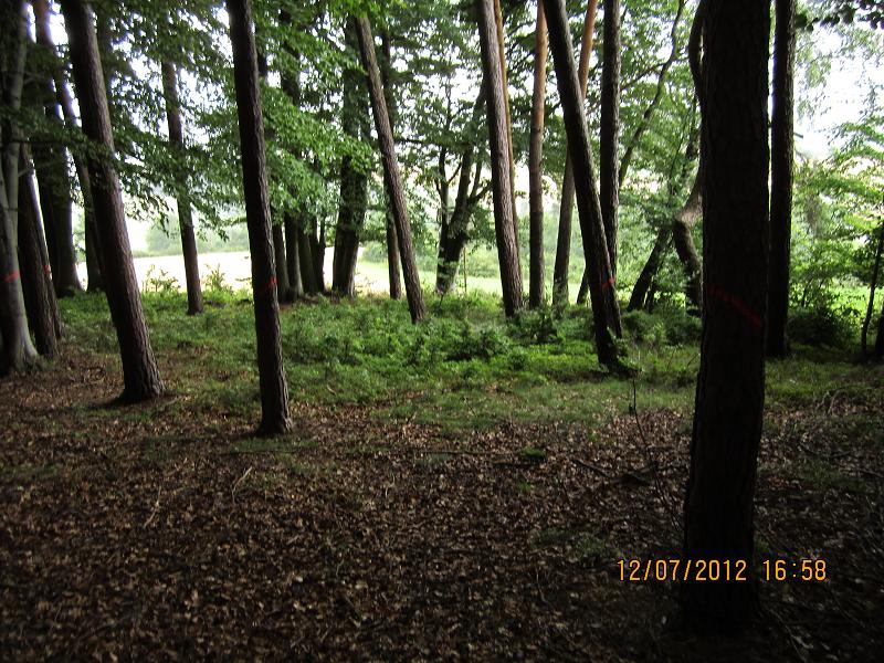 Verjüngungsfläche Buche 024.jpg