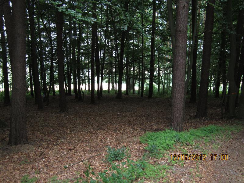 Verjüngungsfläche Buche 031.jpg