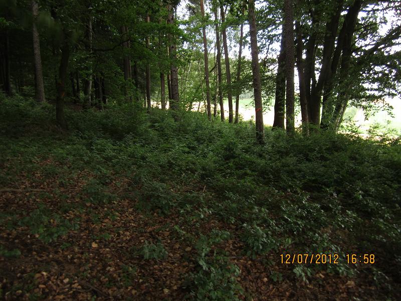 Verjüngungsfläche Buche 026.jpg