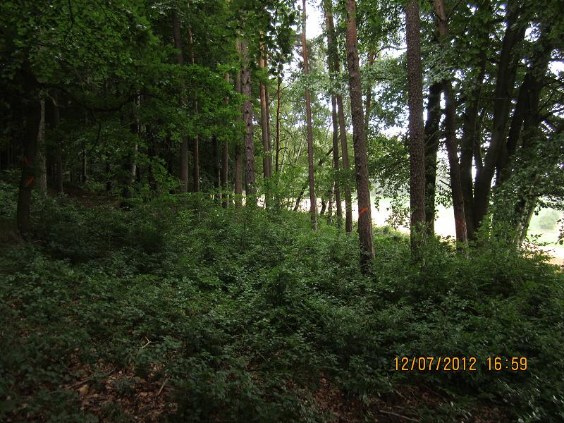 Verjüngungsfläche Buche 028.jpg