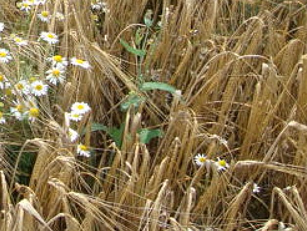 BioWeizen mit Kamille_gr.jpg