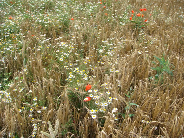 BioWeizen mit Kamille.jpg