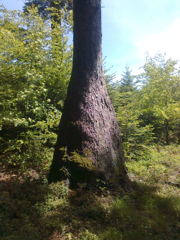 Komischer Baum_klein.jpg