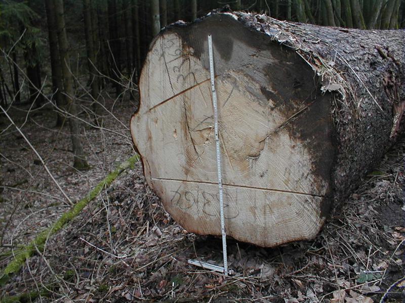 P1010011 (Medium).JPG