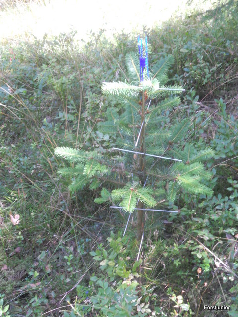 Stachelbäume 001.JPG