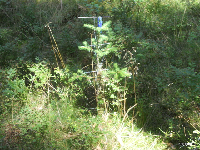 Stachelbäume 002.JPG