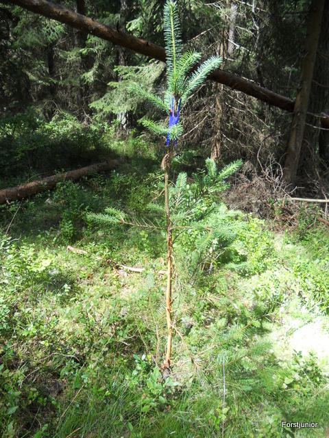 Stachelbäume 003.JPG