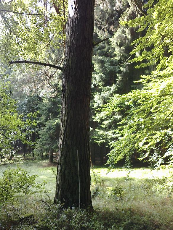 WegebauAugust 002.jpg