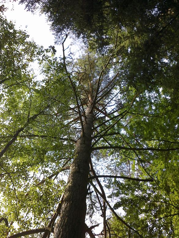 WegebauAugust 003.jpg