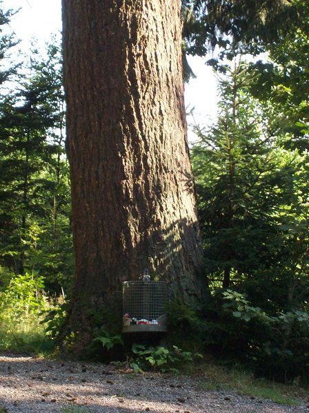 k-Dicker Müllbaum.JPG