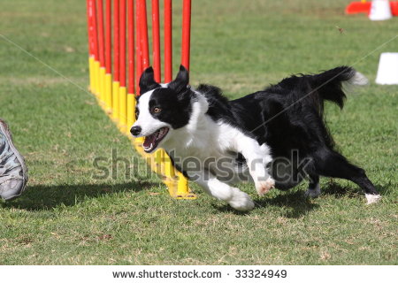 stock-photo-a-border-collie-doing-dog-agility-33324949.jpg