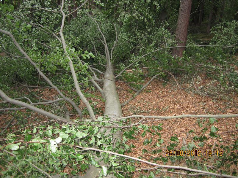 EinschlagAugust 033.jpg